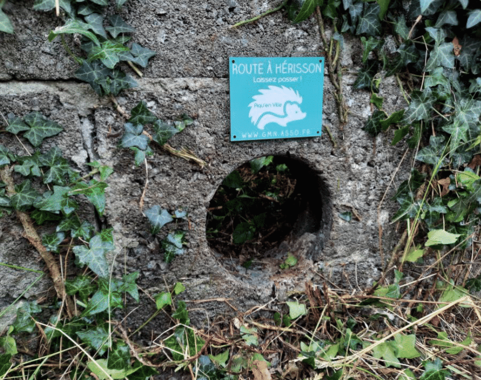 Piqu’en Ville, un hérisson dans mon jardin